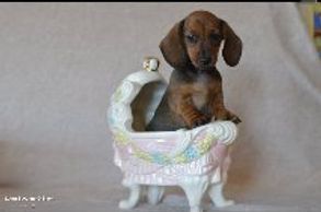 Kyra is pregnant and due March 16th.  Please hope for an easy delivery and healthy puppies!