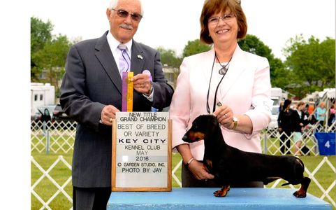 Marvin, GCH  CH St. Croix's Four Seasons, finishing the day with his Grand Championship!