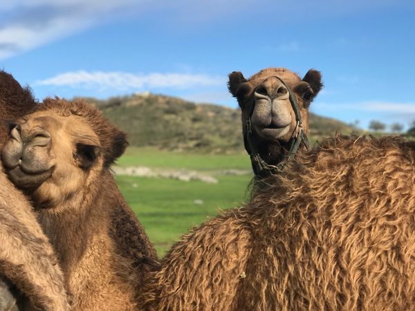 Mom and baby camel just spending the day grazing in their pasture