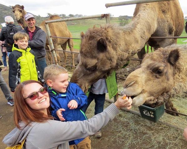 mom and child feeding treats to camels