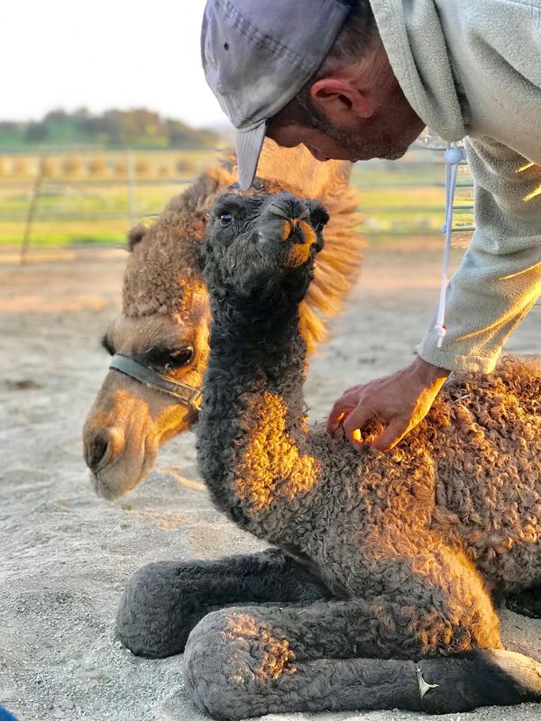 Dairy owner Gil Riegler welcoming a new baby camel to the farm