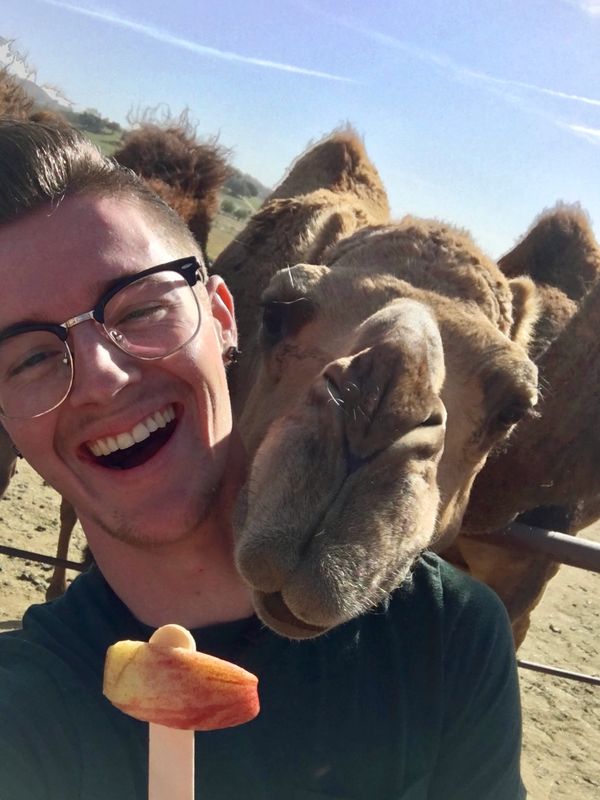 guest feeding an apple pop to a camel