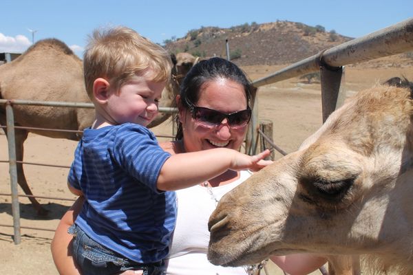 mom holding young son while he pets a camel for the first time