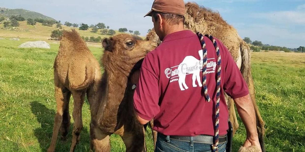 Dairy owner Gil Riegler sharing secrets with a baby camel out in the lush pasture