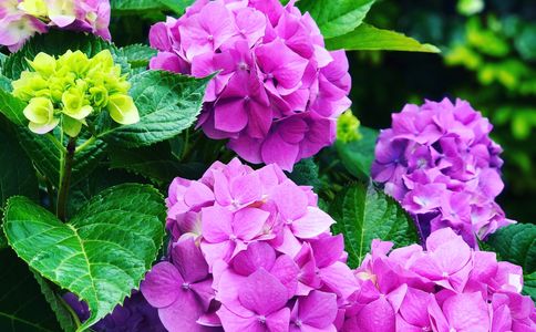 planting design