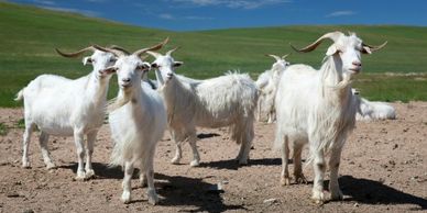 Goats that produce cashmere fibers