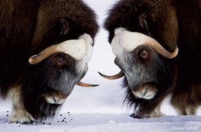 Florian Shultz took these extraordinary pictures of Arctic Musk Ox