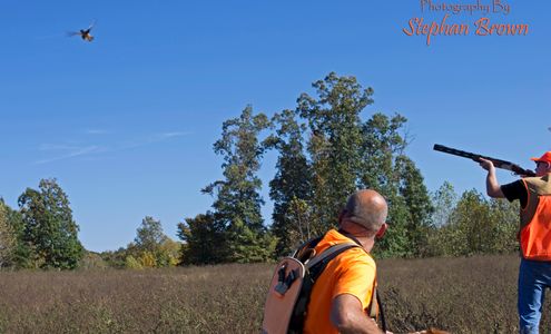 Hunting on the Shooting Preserve