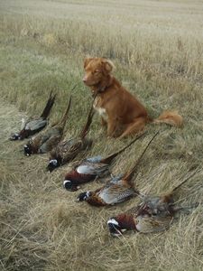 Had a great day at the Va Hunting Preserve
Hunting today.