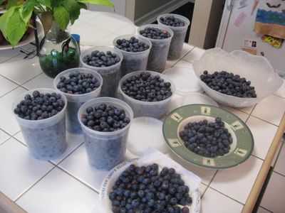 Berries....How to grow Blackberries, Blueberries, Raspberries, Strawberries.