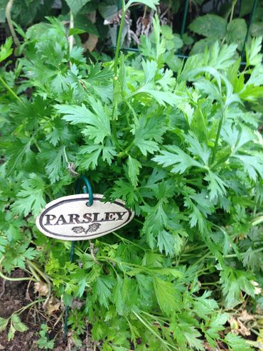 How to Grow and Dry Herbs
How to Grow Parsley 
Grow a Herb Garden, Garden Herbs