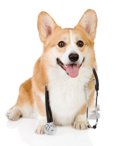 Happy corgi wearing a stethoscope.
