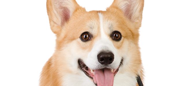 Galen Myotherapy / Canine Massage West Sussex