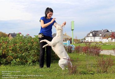 Dam - Jr Champ Russia, Champion Russia, Champ Russian Kynological  Federation Bonita Guerrero Latino