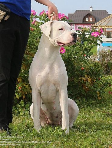 Dam - Jr Champ Russia, Champion Russia, Champ Russian Kynological  Federation Bonita Guerrero Latino
