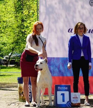 Pakhra Magnifika Machete Dogo Argentino Champion Stud