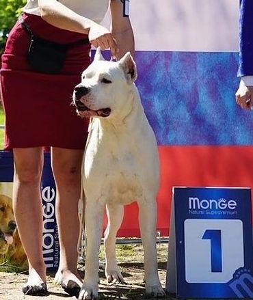 Machete at a dog show in Russia