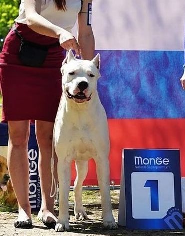 Machete at 16 months - CAC Intermedia, Candidate to Club Champion, Specialty Dogo Argentino