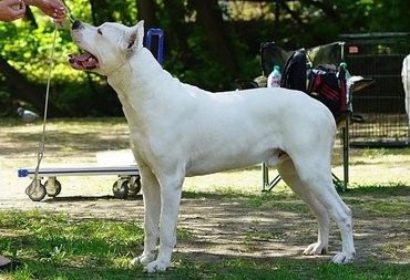 Verdes Pampas bloodline, thick boned, tall and muscular Dogo Argentino Male.