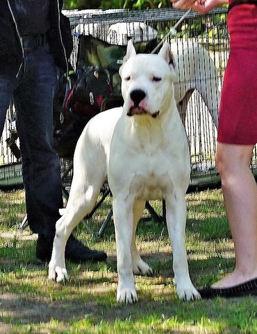 Pakhra Magnifika Machete Dogo Argentino Champion Stud
