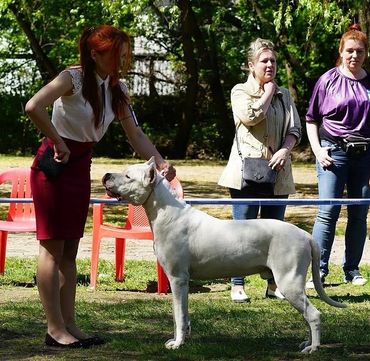 Pakhra Magnifika Machete Dogo Argentino Champion Stud