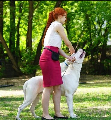 Pakhra Magnifika Machete Dogo Argentino Champion Stud