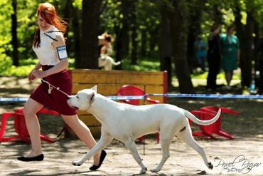 Pakhra Magnifika Machete Dogo Argentino Champion Stud