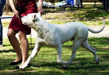 Pakhra Magnifika Machete Dogo Argentino Champion Stud