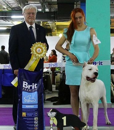 Machete at 17 months - Best Male, Best of Breed, Club Winner, Judge Norman Deschuymere