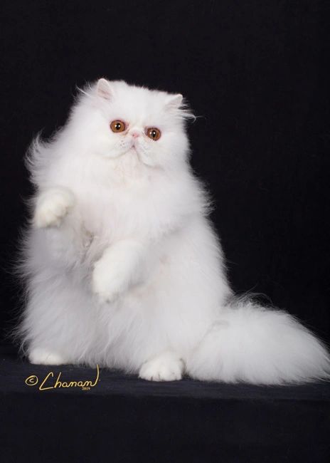 Bellespurr Exotic Shorthair Cats Persian Cats Himalayan Cats