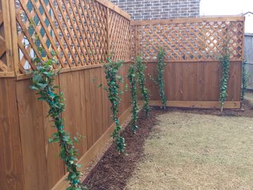 patio screening, fencing with plants