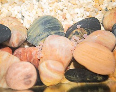 Eggs, 2-5mm in diameter, hatch into alevins in a few months, depending on temperature