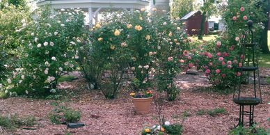 Rose  Gardens
