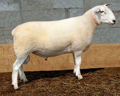 TANK son of High Road 0085 from a Highland Chieftain dam. Probably the most popular stud ram we e