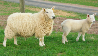 One of our foundation ewes from Arrowhead Farm in Oregon. Her daughter was Champion NCC female at W