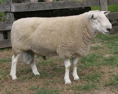 Highland Traveler. Tank son sold to Dee Samson in Oregon, and bought back in 2019. Current stud ram.