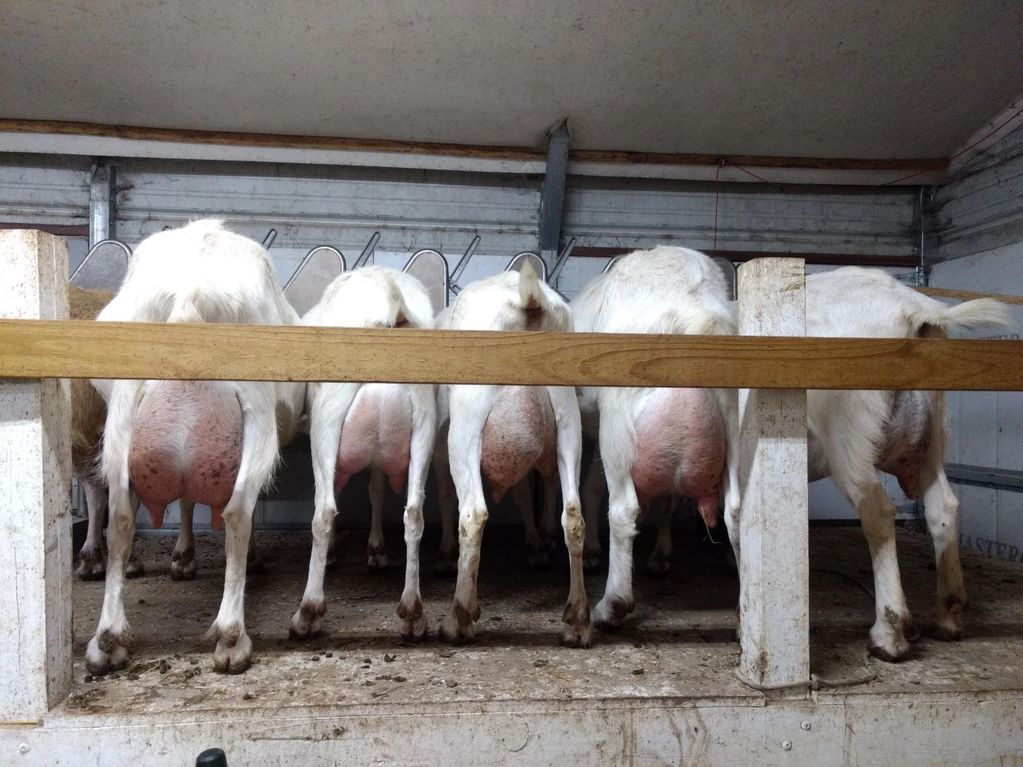Milking dairy goats.
