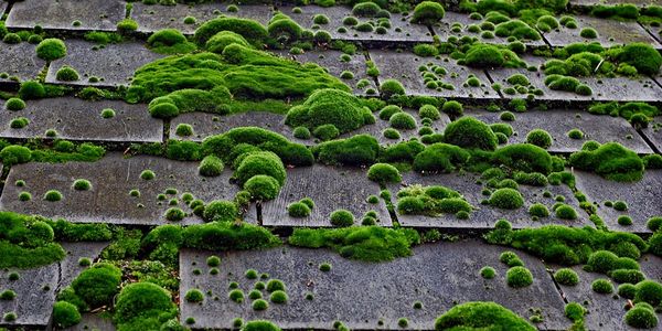 Moss growing on roof. Moss Removal and Treatment in Bournemouth Poole and Christchurch