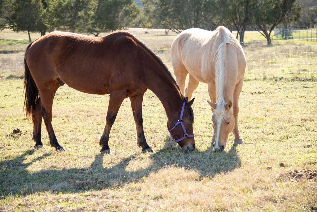 Two horses grazing in pasture on Angel Wings Ranch