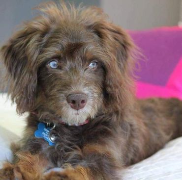 Mini brown tri aussiedoodle with blue eyes