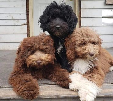 Bernedoodle puppies on porch