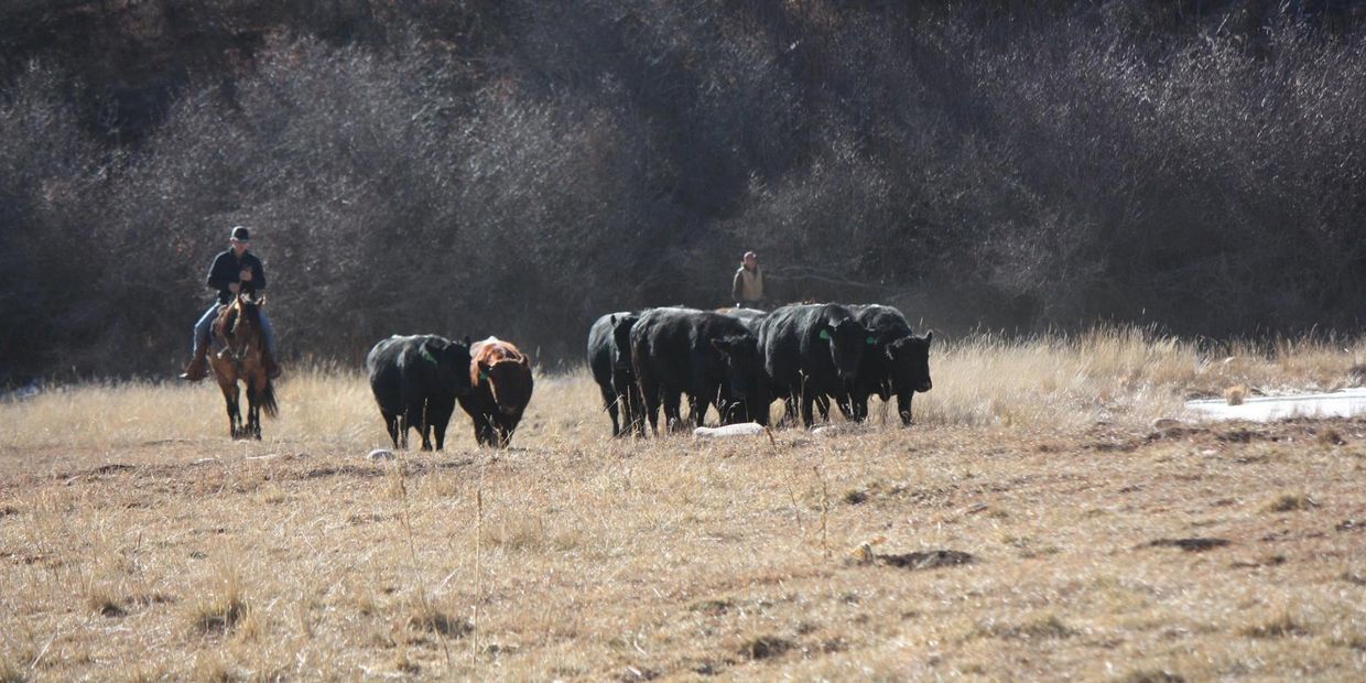 cattle herd and a rancher riding a horse