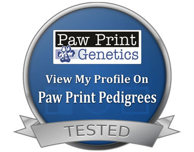 SD Pointing Labs For Sale Paw Print Genetics Pedigrees