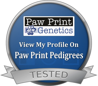 Pointing Labs For Sale SD Paw Print Genetics Pedigrees