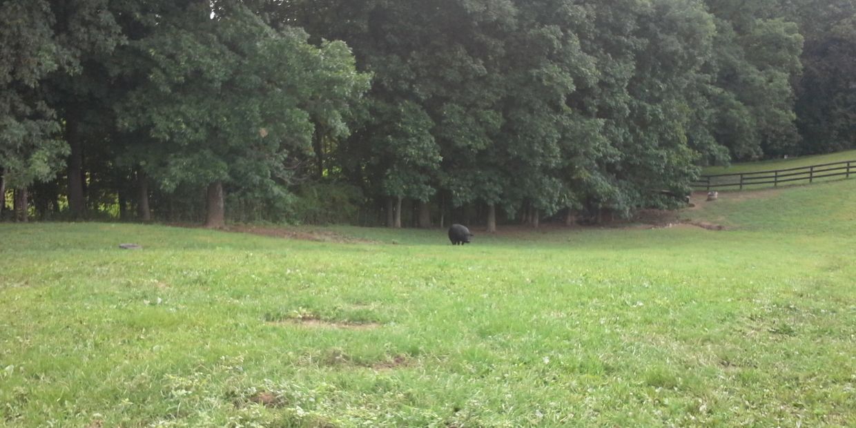 Gilts at Renegade Mulefoot Pigs, Delaplane, VA.