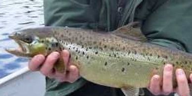 Trophy landlocked salmon