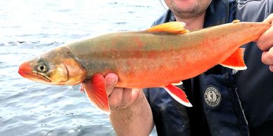 Wild arctic charr blueback