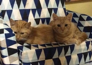 Two orange cats cuddle on their chair.