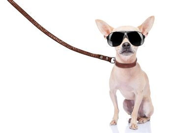 CHIHUAHUA WITH SUNGLASSES ON