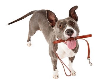 DOG WITH LEASH IN MOUTH